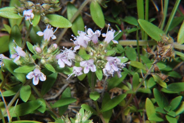 Thymus